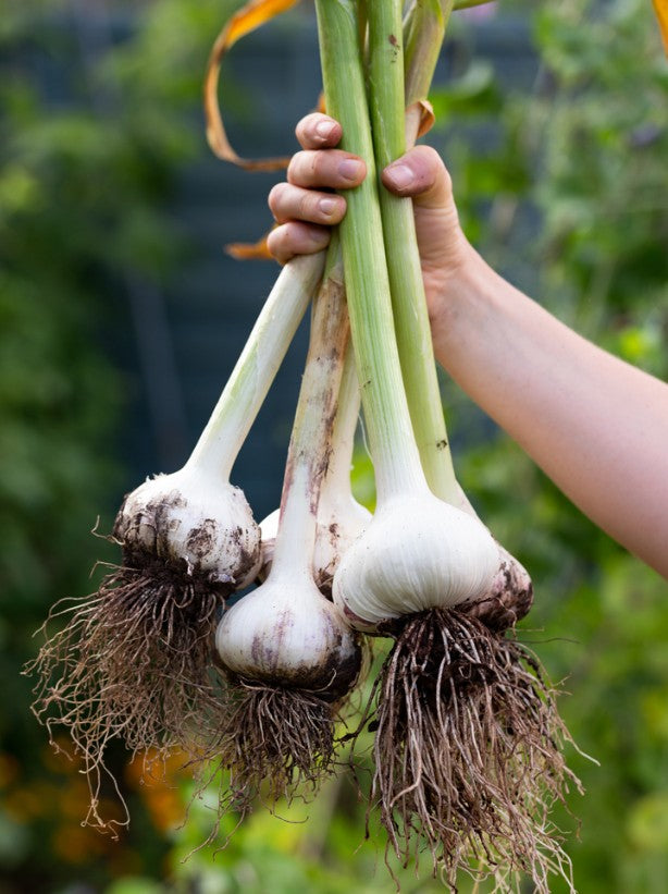 A hand holding a cluster of freshly harvested garlic bulbs with long green stalks and brown roots against a blurred green garden background.
